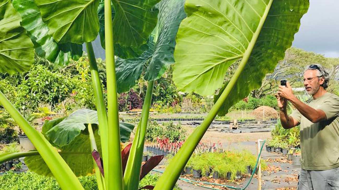 Momento. El verde domina su presente. En Hawaii ante una planta gigante.