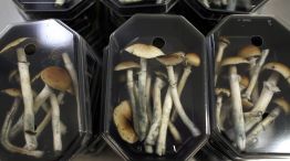 First Pot, Then Magic Mushrooms? Decriminalization Is Spreading