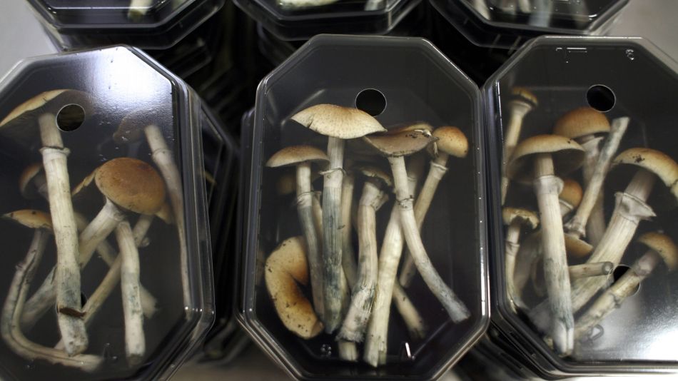 First Pot, Then Magic Mushrooms? Decriminalization Is Spreading