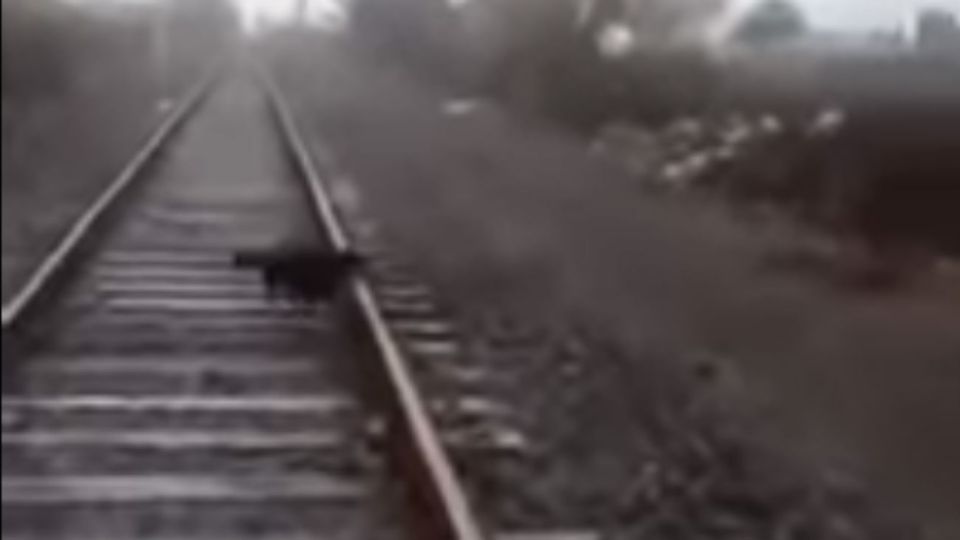 El perro estaba atado con cadenas a la vía del tren