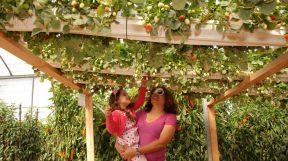 invernaderos en el Valle de Arava 19062019
