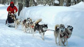 Su genética les pide correr varios kilómetros diarios y están adaptados a bajas temperaturas.