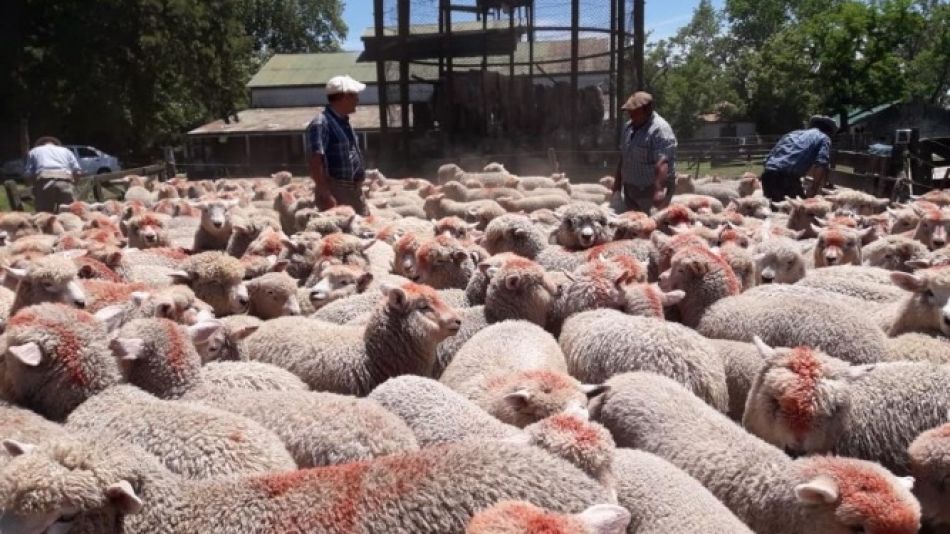Aprueban 26 nuevos proyectos ovinos y ya son más de $30 millones los ejecutados en 2019.