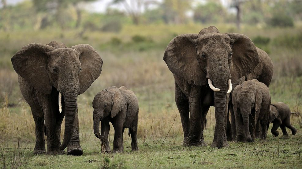 Elefantes en Zimbabue.
