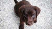 Los perros tienen ciertos rasgos que los hacen adorables al ojo humano.