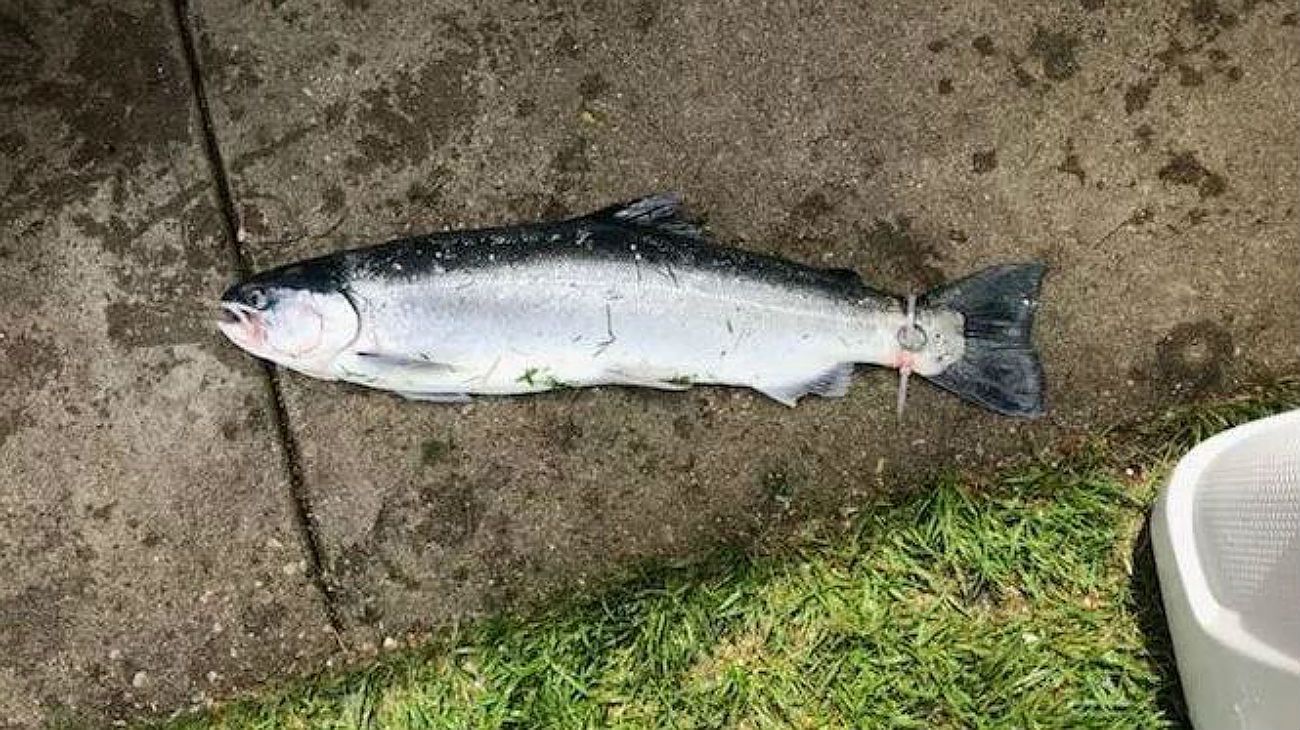 El pez fue pescado por Jim Nelligan durante una competencia.