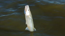 Un peje a punto de salir de la laguna La Nueva en Chacomús.