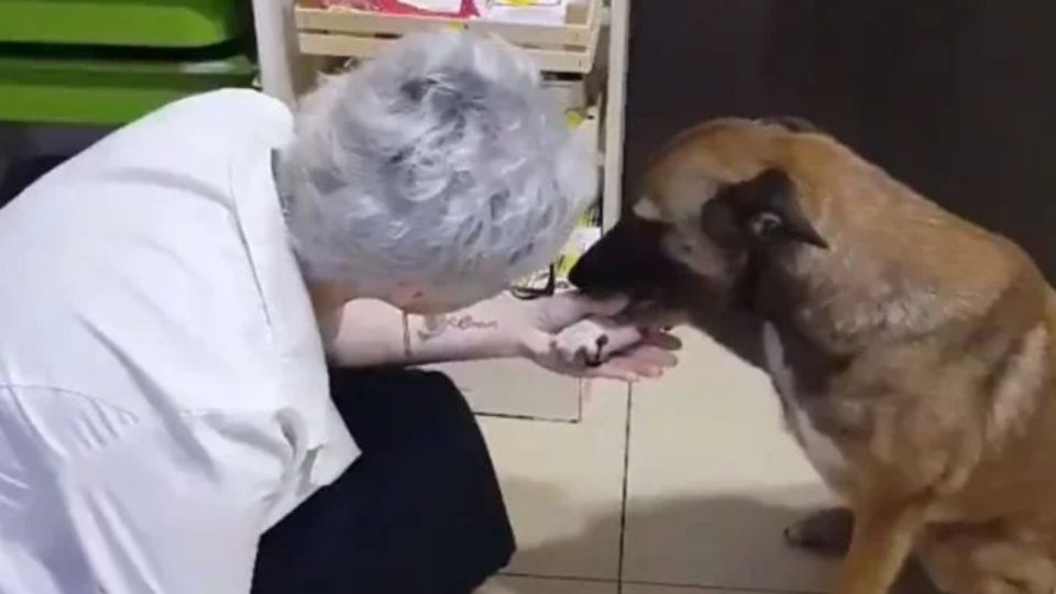 perro saludo viral 06272019