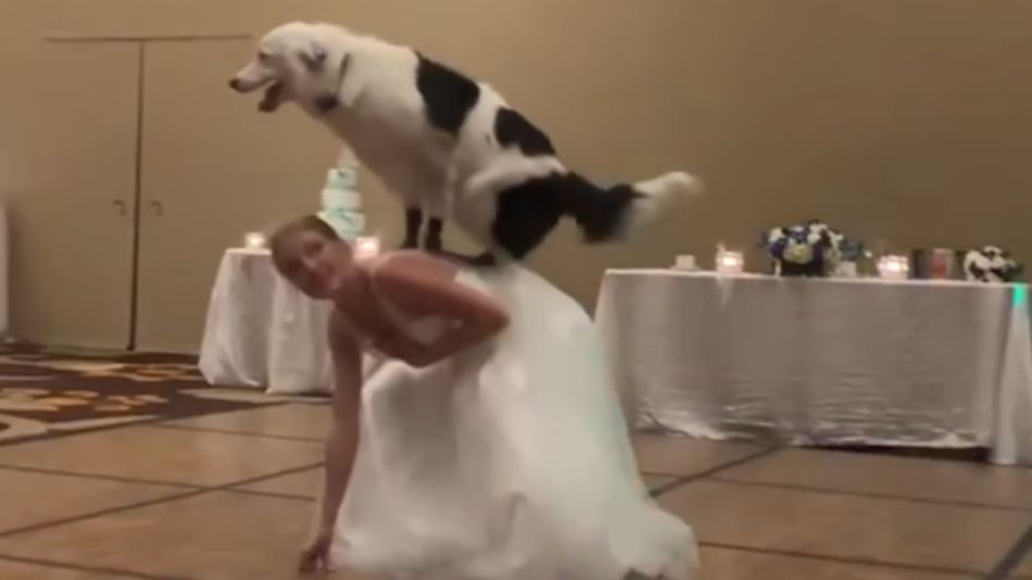 casamiento perro 06282019