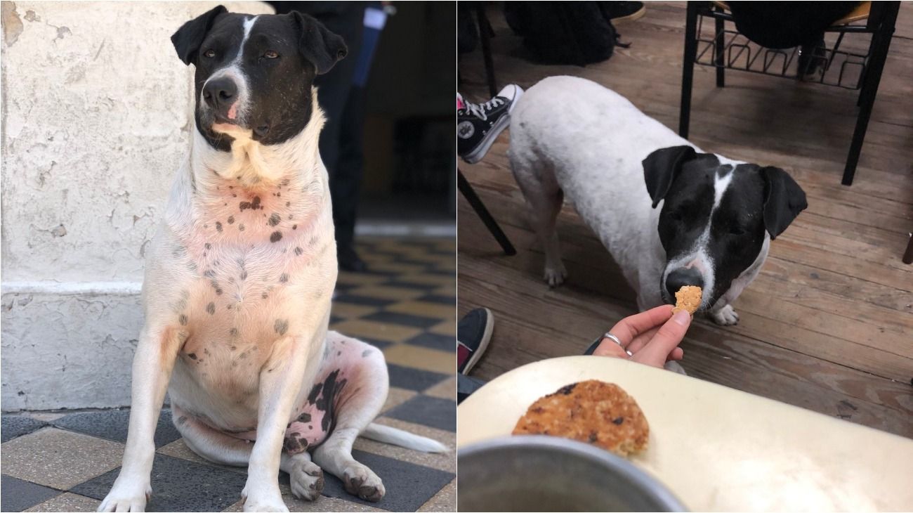 El "perro vaca" es conocido por supuesta situación de calle, o al menos eso creían los estudiantes de Rosario.