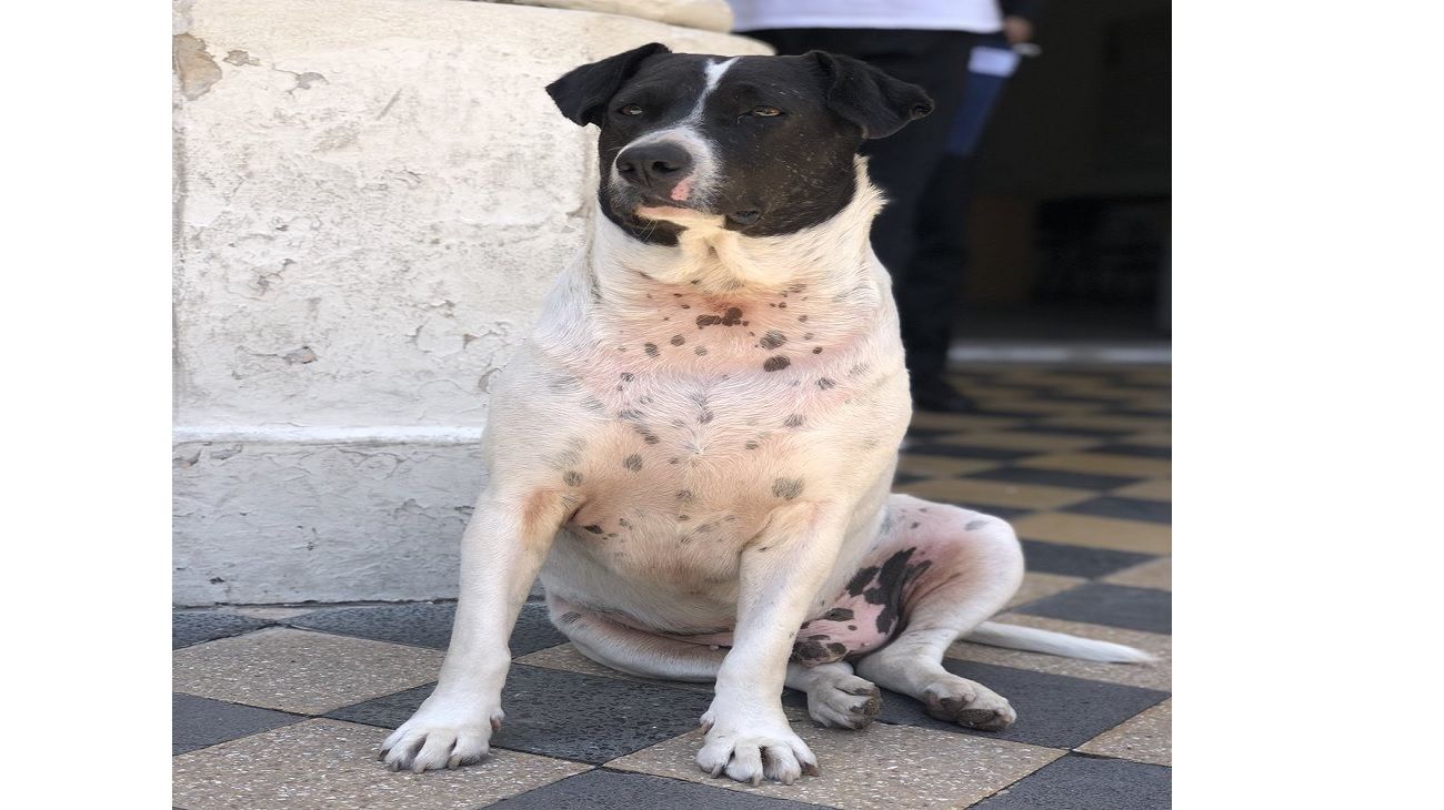 El "perro vaca" que engañó a estudiante de Rosario.