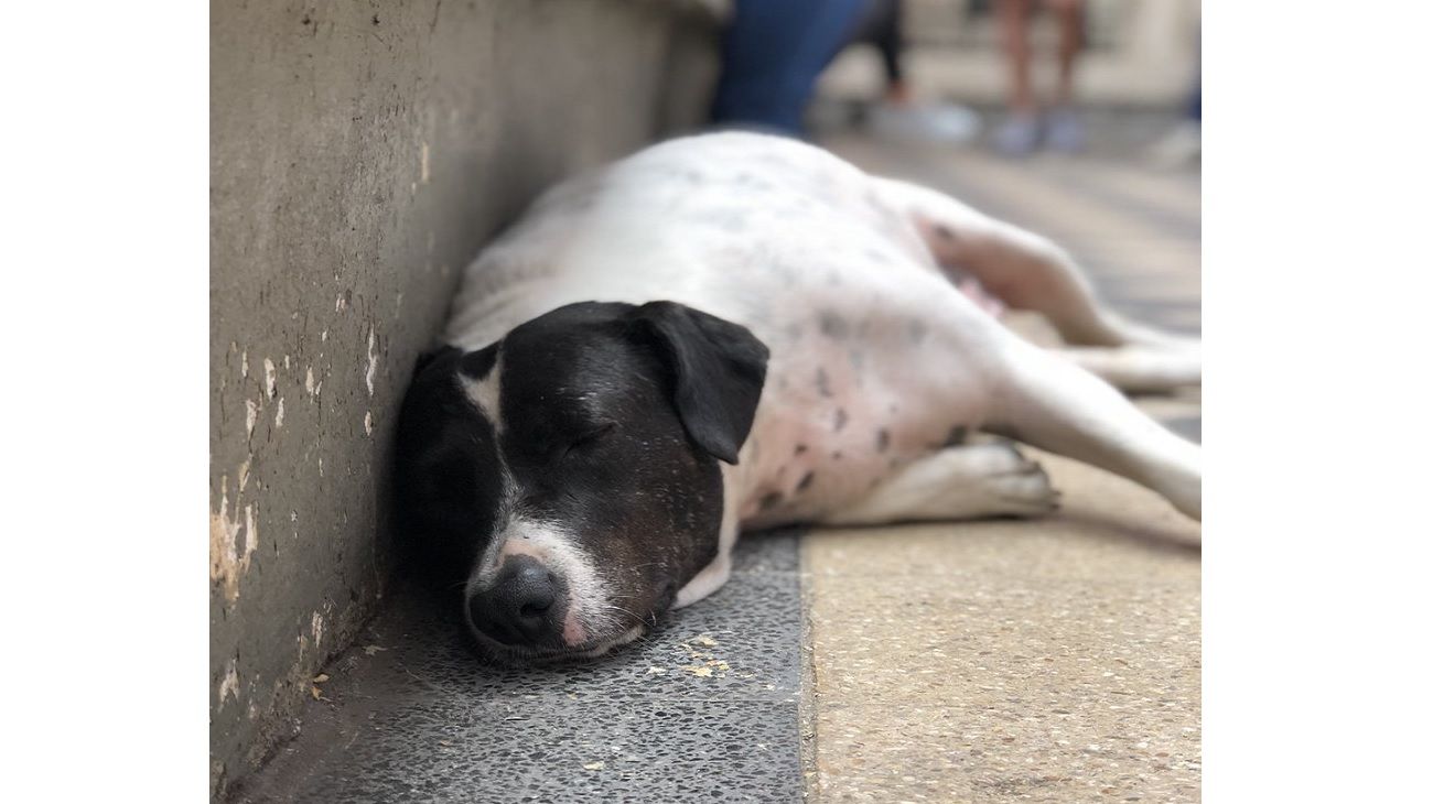 El "perro vaca" que engañó a estudiante de Rosario.