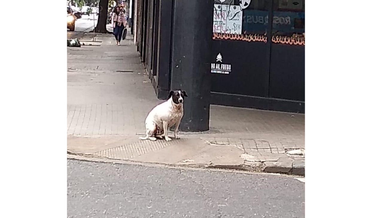 El "perro vaca" que engañó a estudiante de Rosario.