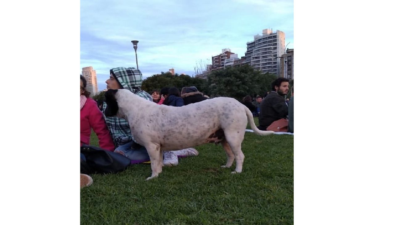 El "perro vaca" que engañó a estudiante de Rosario.