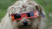 eclipse solar mascotas