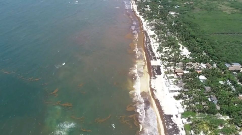 Así se ve desde un dron la plaga de sargazo en Tulum.