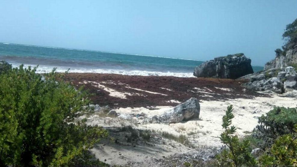 El sargazo afectó varios puntos del Caribe como México, Barbados, Guadalupe y Bonaire.