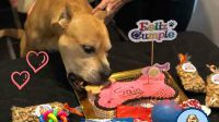 Las mascotas también festejan con torta de cumpleaños