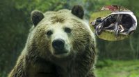 oso robo auto g_20190710