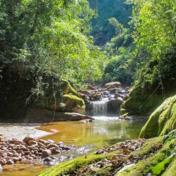 En Jujuy, una selva única crece al oriente de los Andes justo bajo las planicies de altura de la Puna: las yungas