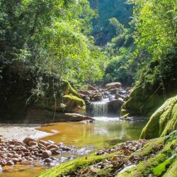 En Jujuy, una selva única crece al oriente de los Andes justo bajo las planicies de altura de la Puna: las yungas