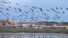 ¿Alguna vez se preguntó por qué las aves no chocan cuando vuelan en bandada?