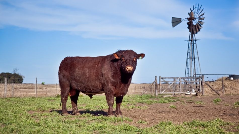 Acordaron los certificados para la exportación de semen de toros y embriones de ganado mayor.