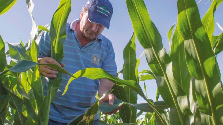 La producción de maíz en Misiones tiene todas las condiciones climáticas y de mercados para desarrollarse