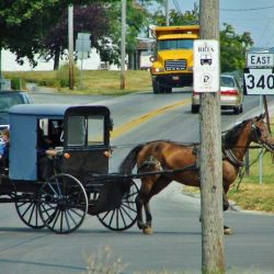 Normalmente no se usan automóviles en las comunidades amish, sino unos pequeños carros tirados por caballos: los famosos buggies que salen en las películas.