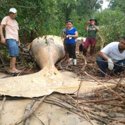 Hallaron del cadáver de una ballena jorobada en medio de arbustos de una isla de la selva amazónica.
