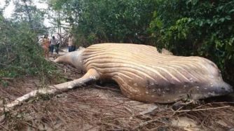 0722_ballena33