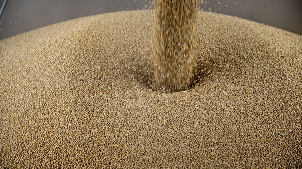 Soybeans And Corn As U.S.-China Trade Spat Means Crops Get Cheaper
