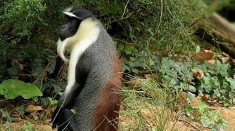 especies peligro de extincion