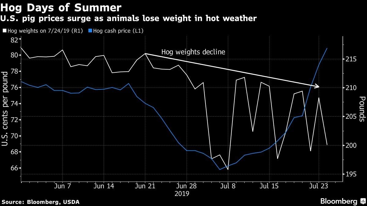 U.S. pig prices surge as animals lose weight in hot weather