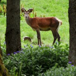 Un ciervo se pasea por el Parque Nacional de Bieszczady, donde los animales viven con total naturalidad. 