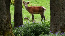 Un ciervo se pasea por el Parque Nacional de Bieszczady, donde los animales viven con total naturalidad.