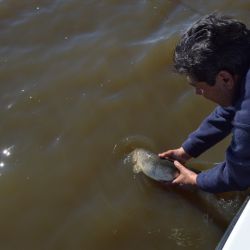 En agosto, la pesca la vamos a lograr con carnada y línea en constante movimiento; por el momento no están tomando artificiales.