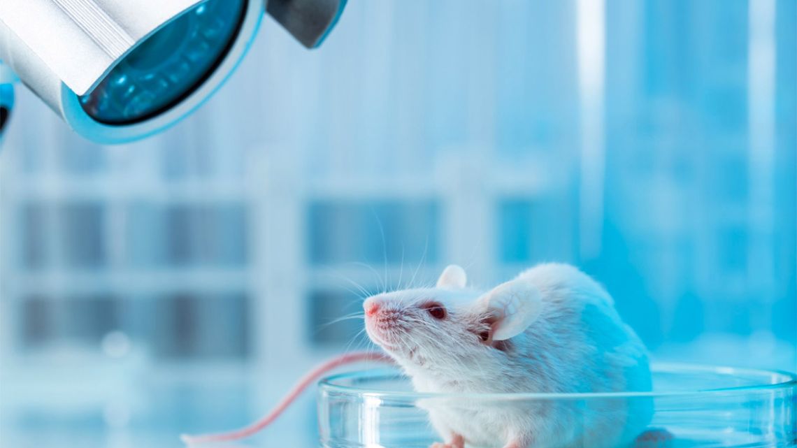 Scientists in Japan will begin trying to grow human organs in animals after receiving government permission for the first study of its kind in the country.