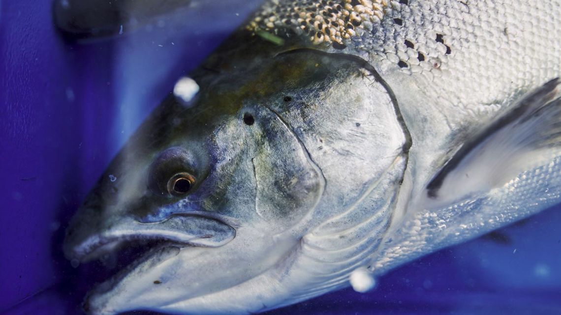 A salmon sits a container at a salmon farm.