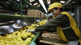 Se envió primera carga de 24 toneladas de limones a India. Se concretó la gestión que empezó el Gobierno en febrero.