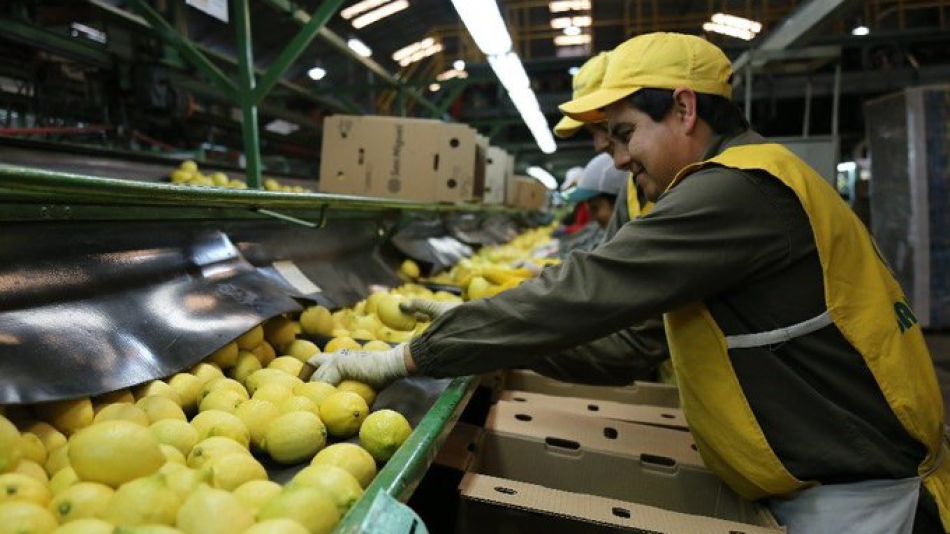 Se envió primera carga de 24 toneladas de limones a India. Se concretó la gestión que empezó el Gobierno en febrero.