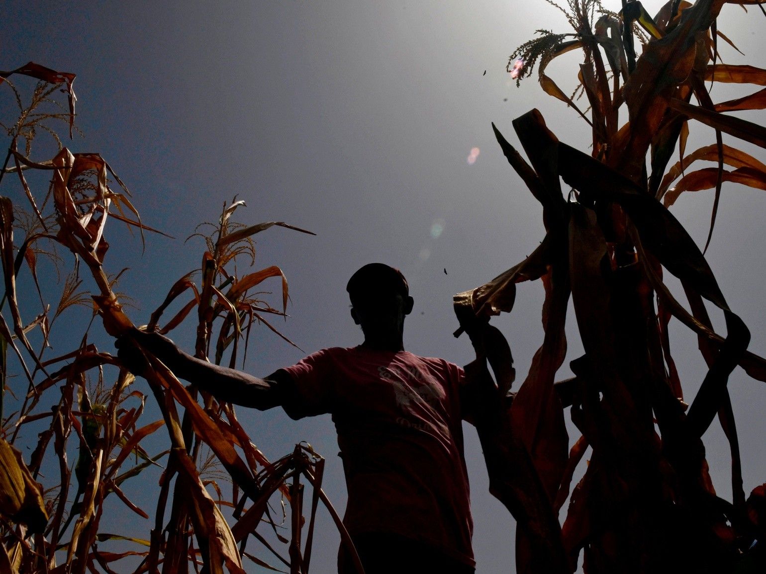 UN Report Warns Climate Climate May Lead to Food Shortages