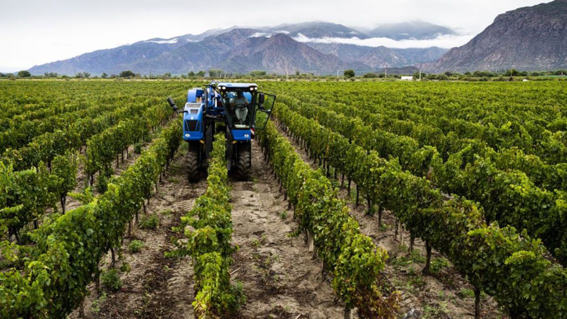 The Grupo Colome vineyard in Cafayate, Salta province.