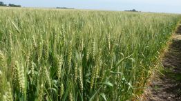 RELEVANCIA. El trigo es el tercer cultivo en importancia productiva a nivel global.