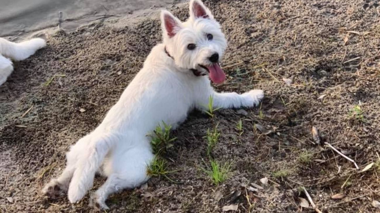 La dueña de las mascotas compartió en su Facebook fotos de ellas con un mensaje para alertar sobre el lugar.