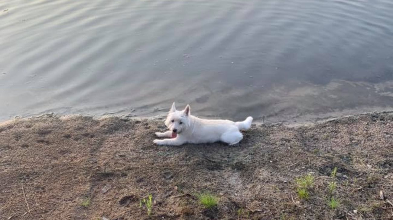 La dueña de las mascotas compartió en su Facebook fotos de ellas con un mensaje para alertar sobre el lugar.