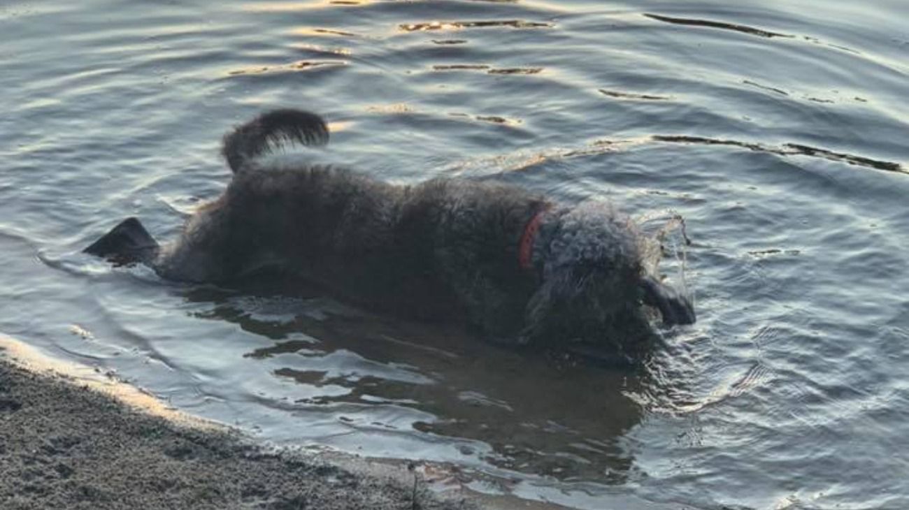 La dueña de las mascotas compartió en su Facebook fotos de ellas con un mensaje para alertar sobre el lugar.