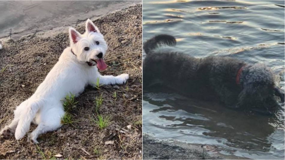 perros algas 08132019