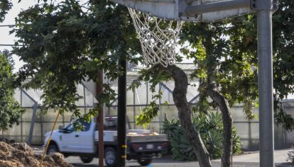 Los cultivos cannabis le ganan terreno a los cultivos vitivinícolas.