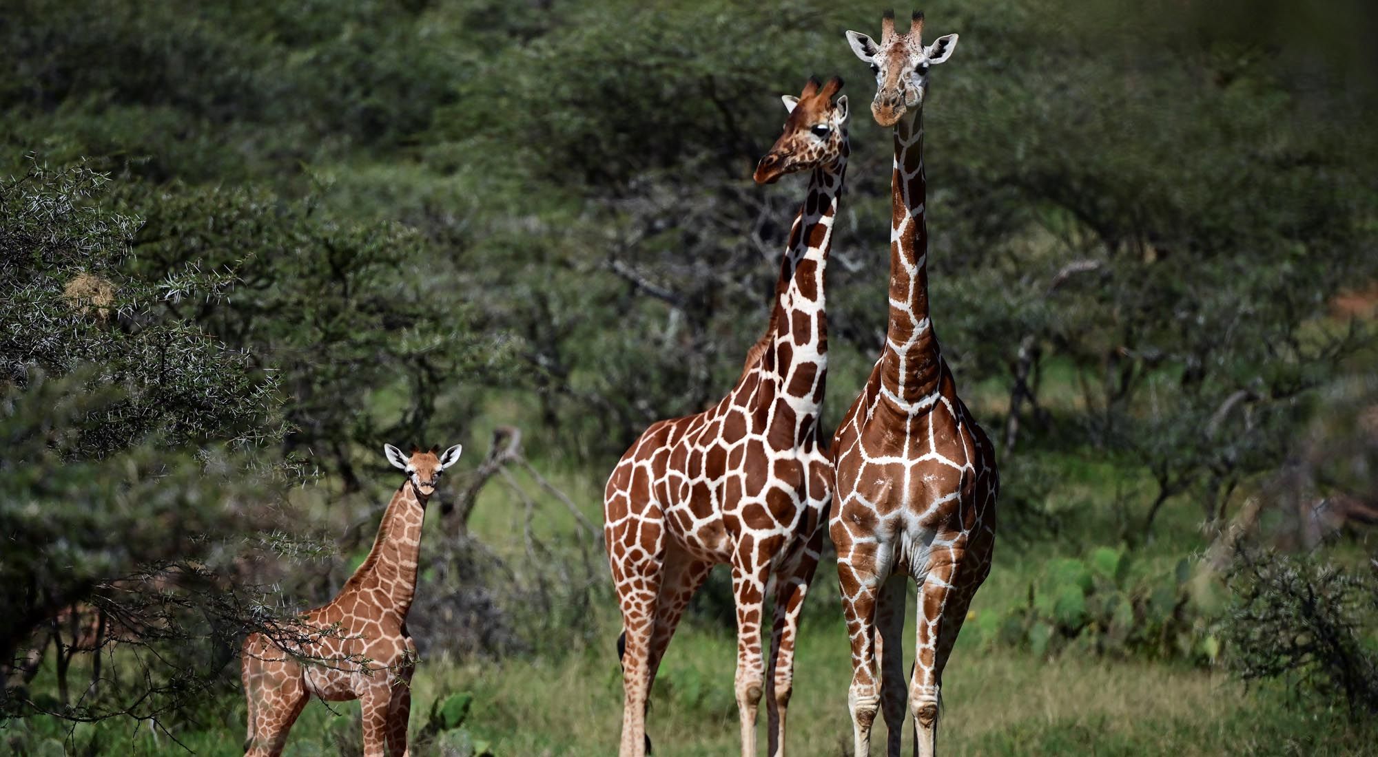 En riesgo de extinción la jirafa reticulada que habita el parque natural Masai Mara en Kenya, África Oriental.